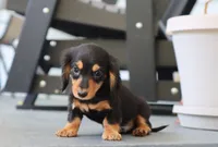 Karter, a male Dachshund for sale in Fresno, OH – 1 of 4