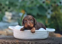 Una, a female Miniature Dachshund for sale in Fresno, OH – 3 of 4