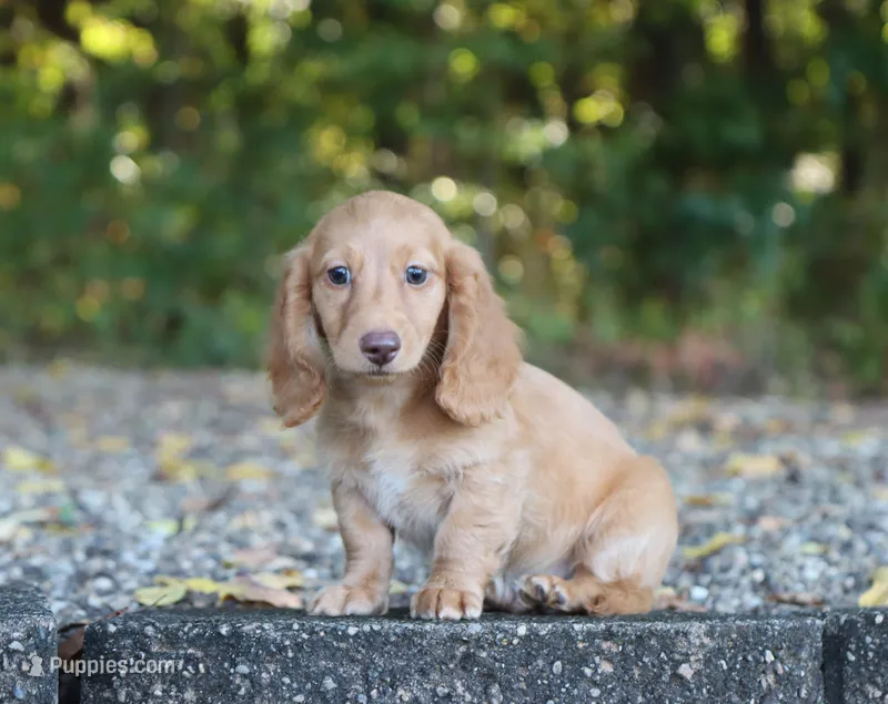 Austin – Miniature Dachshund puppy for sale in Fresno, OH