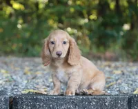 Austin, a male Miniature Dachshund for sale in Fresno, OH – 1 of 3