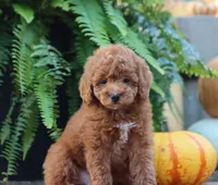 Jess, a male Poodle - Miniature  for sale in Fresno, OH – 2 of 6