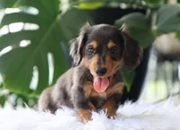 Kash, a male Dachshund for sale in Fresno, OH – 2 of 4