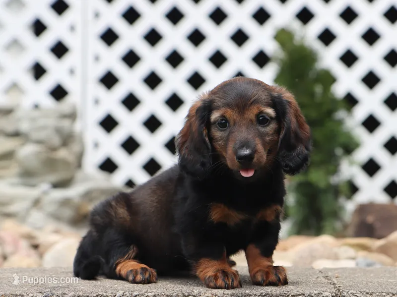 Star – Miniature Dachshund puppy for sale in Fresno, OH