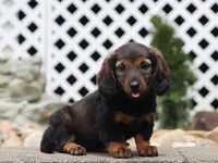 Star, a female Miniature Dachshund for sale in Fresno, OH – 1 of 2