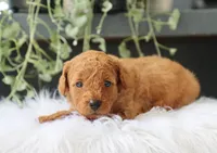 Amelia, a male Miniature Goldendoodle for sale in Fresno, OH – 4 of 4