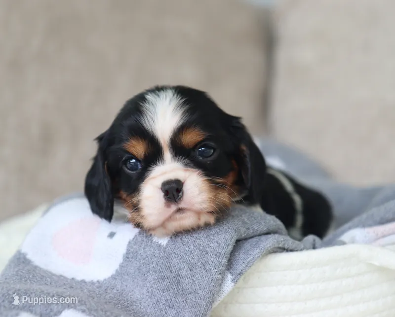 Kendra – Cavalier King Charles Spaniel puppy for sale in Fresno, OH