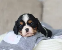 Kendra, a male Cavalier King Charles Spaniel for sale in Fresno, OH – 1 of 3