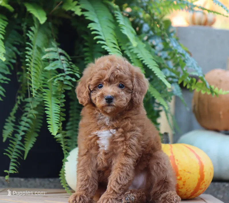 Jess – Poodle - Miniature  puppy for sale in Fresno, OH