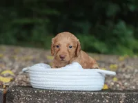 Avery, a female Miniature Dachshund for sale in Fresno, OH – 5 of 5
