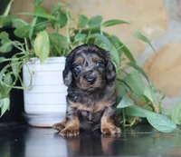 Diana, a female Dachshund for sale in Fresno, OH – 4 of 5