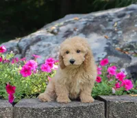 Silas, a male Maltipoo for sale in Fresno, OH – 3 of 3
