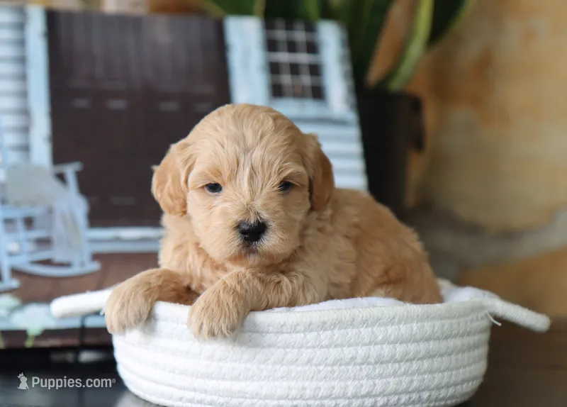 Seth – Maltipoo puppy for sale in Fresno, OH