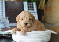 Seth, a male Maltipoo for sale in Fresno, OH – 1 of 4