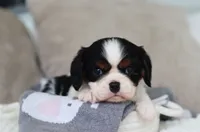 Kate, a male Cavalier King Charles Spaniel for sale in Fresno, OH – 3 of 4