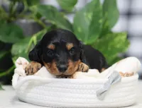 Myles, a male Miniature Dachshund for sale in Fresno, OH – Photo 3 of 4