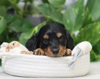 Myles, a male Miniature Dachshund for sale in Fresno, OH – Photo 2 of 4