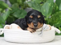 Myles, a male Miniature Dachshund for sale in Fresno, OH – Photo 4 of 4