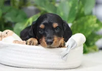 Myles, a male Miniature Dachshund for sale in Fresno, OH – Photo 1 of 4