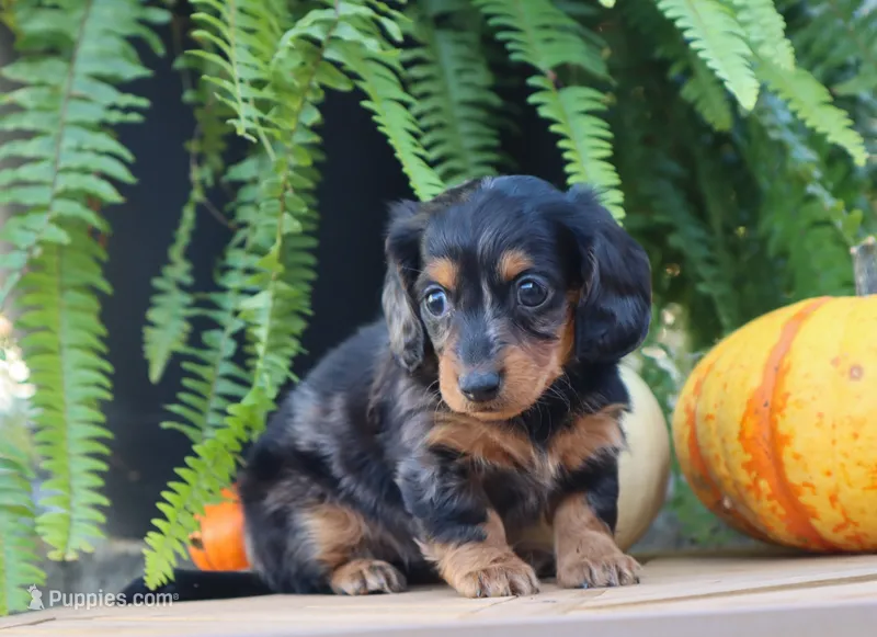 Penny – Miniature Dachshund puppy for sale in Fresno, OH