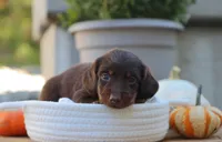 Liam, a male Miniature Dachshund for sale in Fresno, OH – 4 of 4