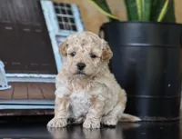 Maeve, a female Maltipoo for sale in Fresno, OH – 2 of 5