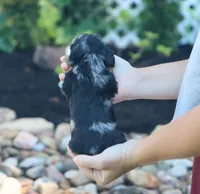 Uriella, a female Miniature Dachshund for sale in Fresno, OH – 5 of 5