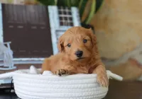 Scott, a male Maltipoo for sale in Fresno, OH – 1 of 4