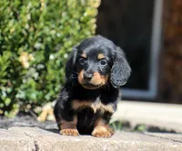 Freya, a female Miniature Dachshund for sale in Fresno, OH – Photo 2 of 6