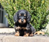 Freya, a female Miniature Dachshund for sale in Fresno, OH – Photo 4 of 6