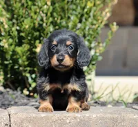 Freya, a female Miniature Dachshund for sale in Fresno, OH – Photo 5 of 6