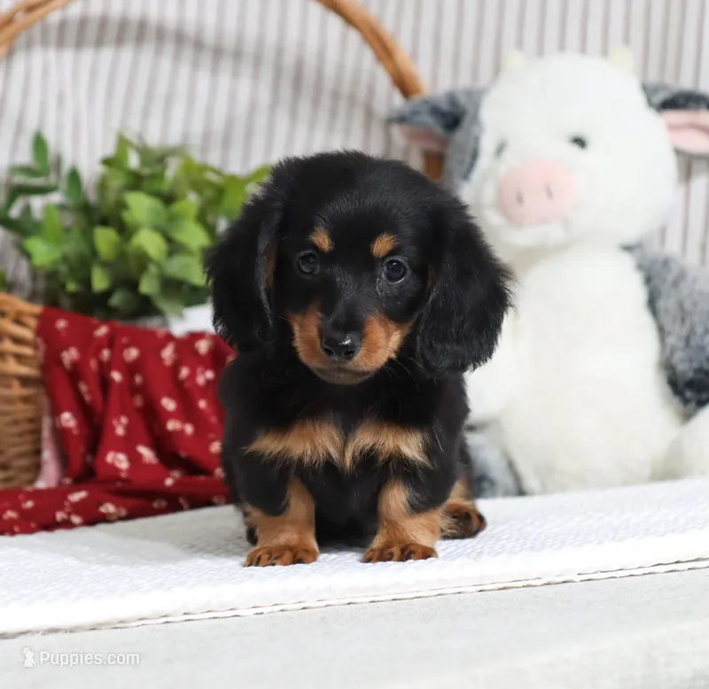 Freya – Miniature Dachshund puppy for sale in Fresno, OH