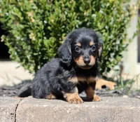 Freya, a female Miniature Dachshund for sale in Fresno, OH – Photo 6 of 6