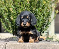 Freya, a female Miniature Dachshund for sale in Fresno, OH – Photo 1 of 6