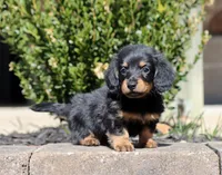 Freya, a female Miniature Dachshund for sale in Fresno, OH – Photo 3 of 6