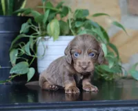Daisy, a female Dachshund for sale in Fresno, OH – 2 of 3