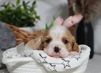 Upton, a male Cavalier King Charles Spaniel for sale in Fresno, OH – 2 of 6