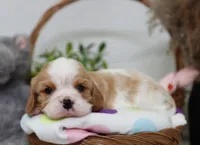 Upton, a male Cavalier King Charles Spaniel for sale in Fresno, OH – 5 of 6