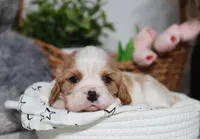 Upton, a male Cavalier King Charles Spaniel for sale in Fresno, OH – 3 of 6