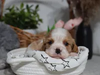 Upton, a male Cavalier King Charles Spaniel for sale in Fresno, OH – 4 of 6