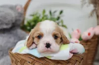 Upton, a male Cavalier King Charles Spaniel for sale in Fresno, OH – 6 of 6