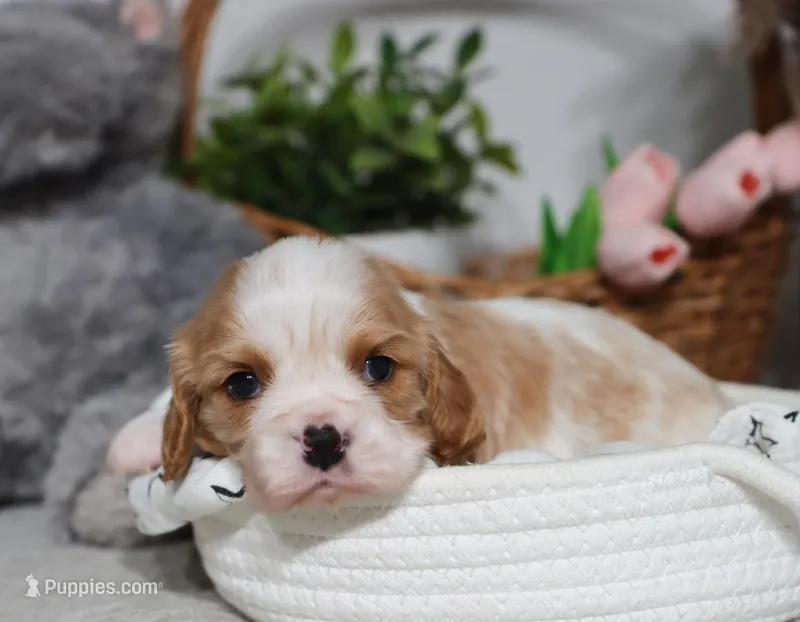 Upton – Cavalier King Charles Spaniel puppy for sale in Fresno, OH
