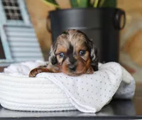 Oaklyn, a female Miniature Dachshund for sale in Fresno, OH – 5 of 5