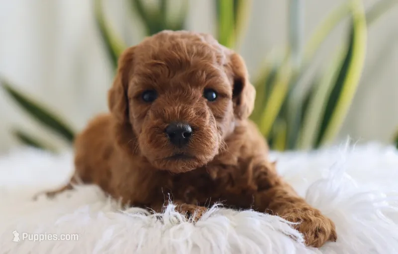 Ivy – Miniature Goldendoodle puppy for sale in Fresno, OH