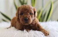 Ivy, a female Miniature Goldendoodle for sale in Fresno, OH – Photo 1 of 4