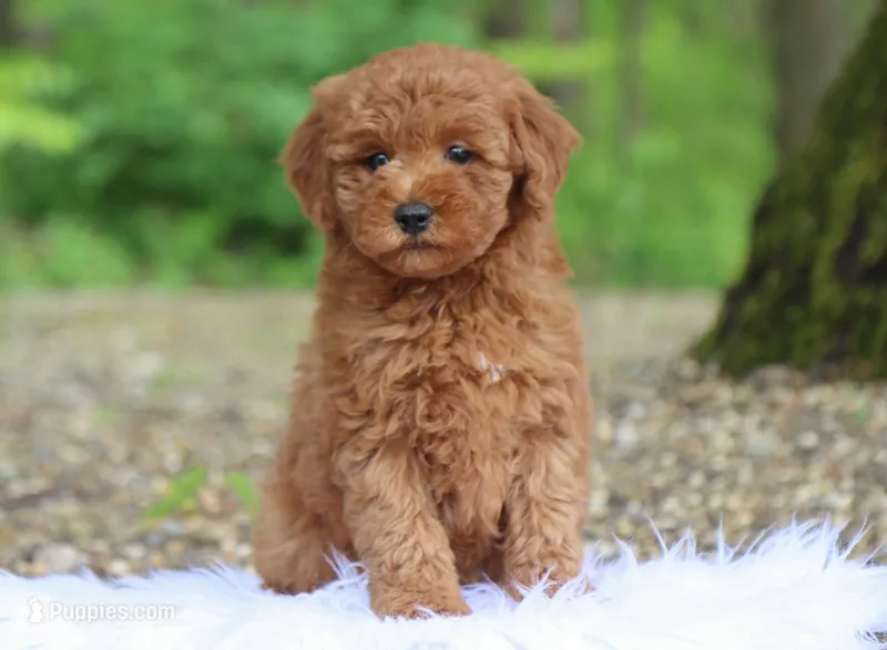 Ivy – Miniature Goldendoodle puppy for sale in Fresno, OH