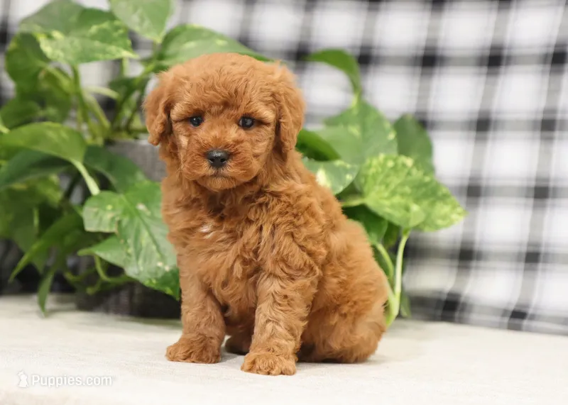 Ivy – Miniature Goldendoodle puppy for sale in Fresno, OH