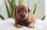 Ivy, a female Miniature Goldendoodle for sale in Fresno, OH – Photo 3 of 4