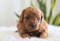 Ivy, a female Miniature Goldendoodle for sale in Fresno, OH – Photo 4 of 4