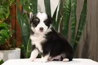 Declan, a male Miniature Australian Shepherd for sale in Fresno, OH – Photo 4 of 4