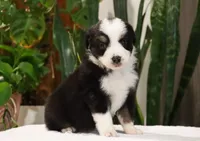 Declan, a male Miniature Australian Shepherd for sale in Fresno, OH – Photo 3 of 4